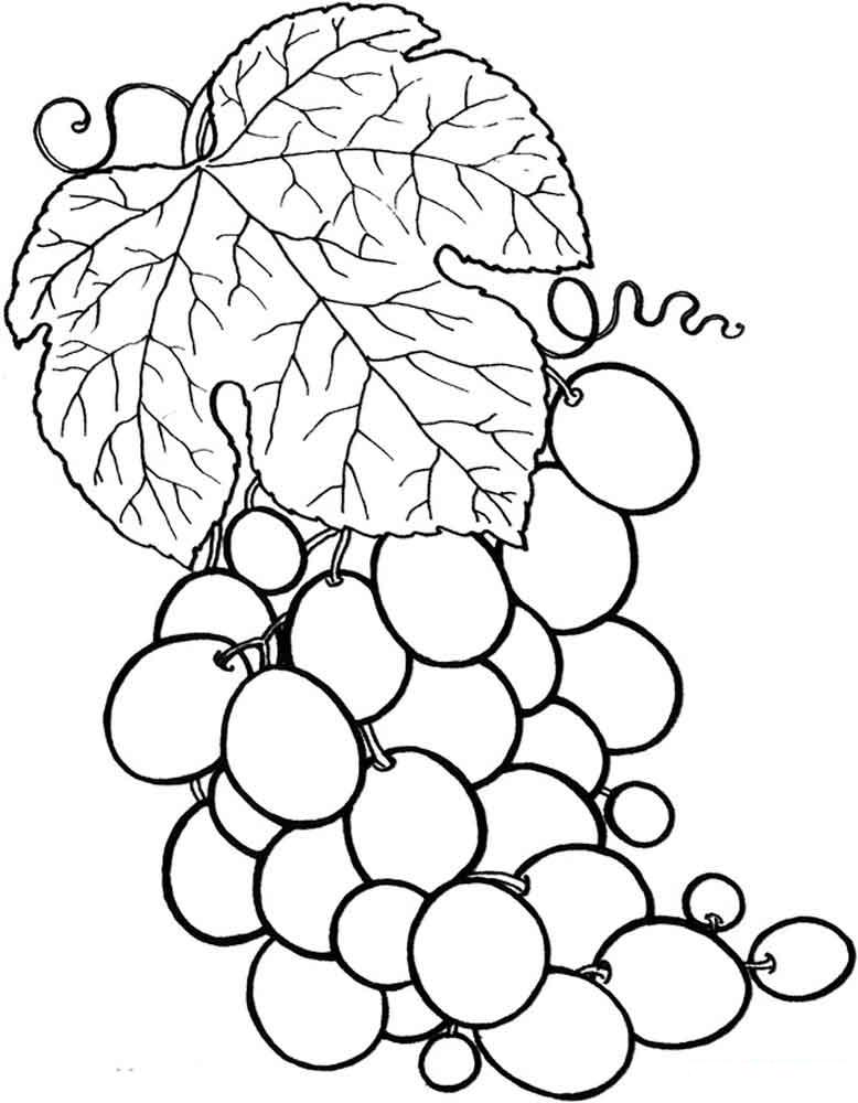 Раскраска виноград - скачать или распечатать онлайн (виноград)