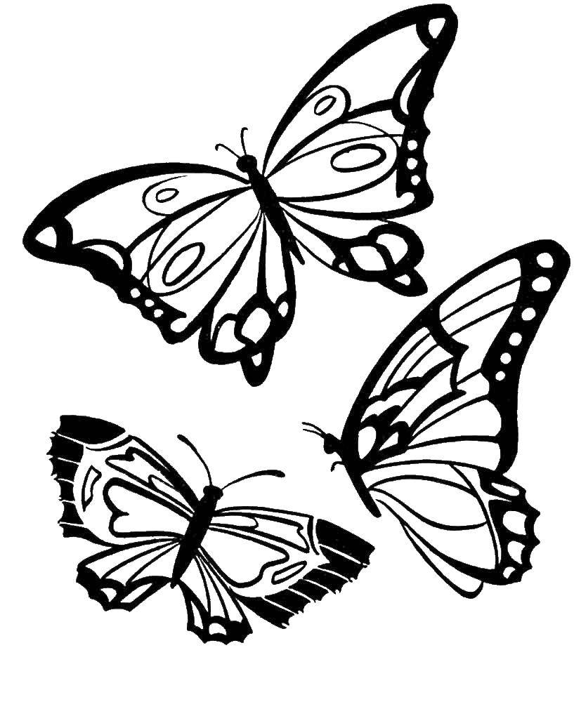 Раскраска с бабочкой - красочное изображение для раскрашивания (бабочки)