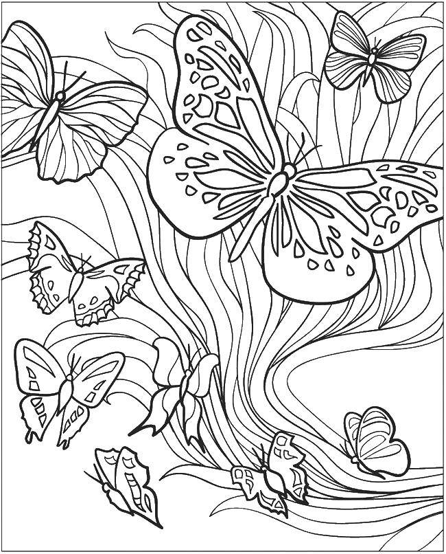 Раскрашенная бабочка на фоне цветущих цветов (бабочки)