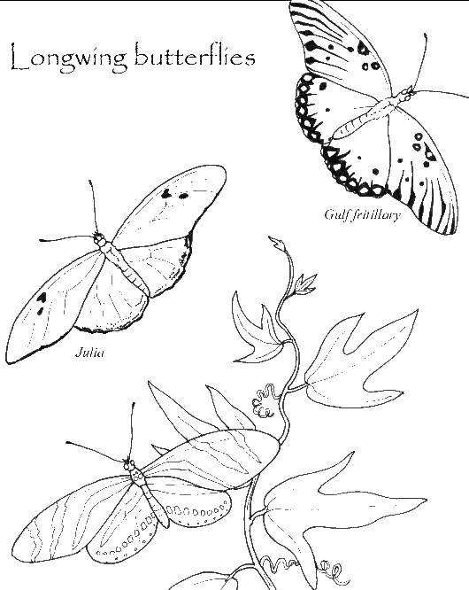 Раскраска бабочки для детей (бабочки)
