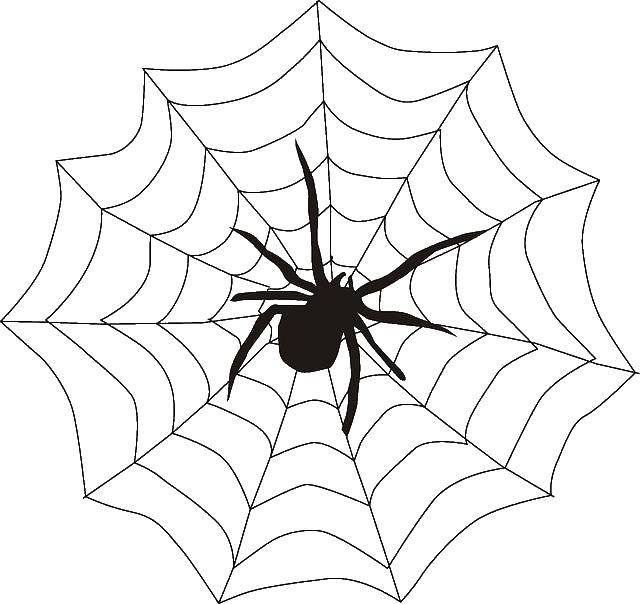 Раскраска с контурами насекомых: паук, паутина (контуры, паук, паутина)