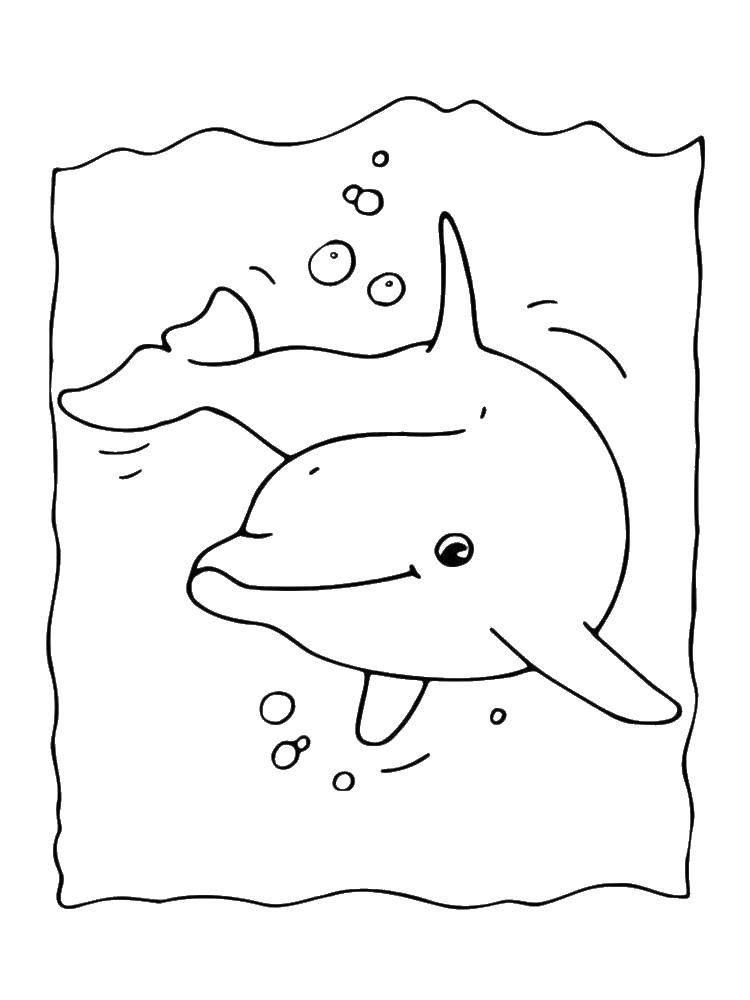 Раскрашенный дельфин из подводного мира (дельфин, подводный, мир)