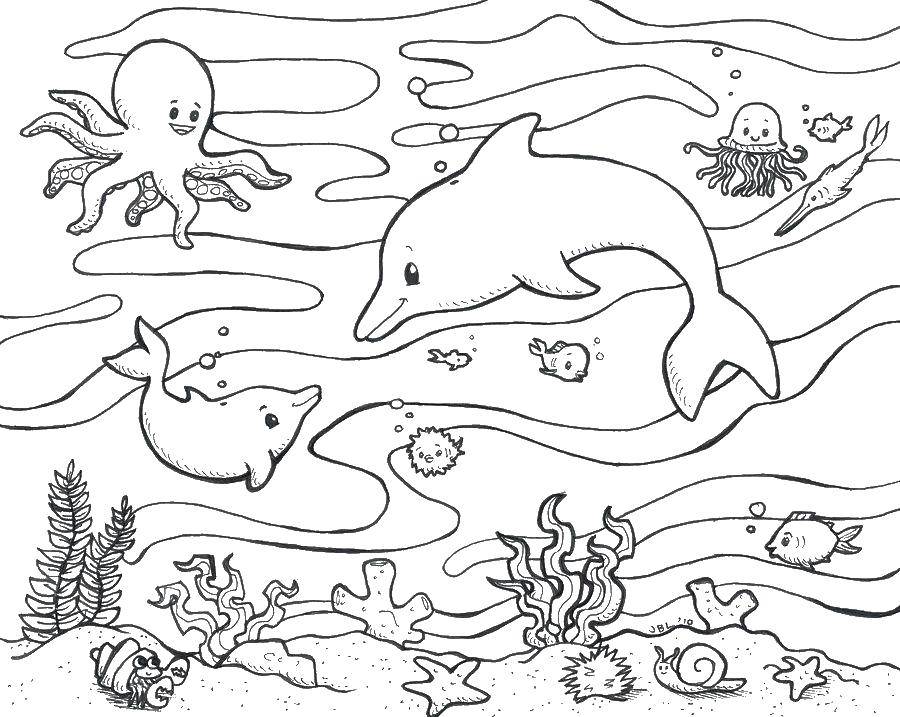Раскраска океана с дельфинами и осьминогами (океан, дельфины)