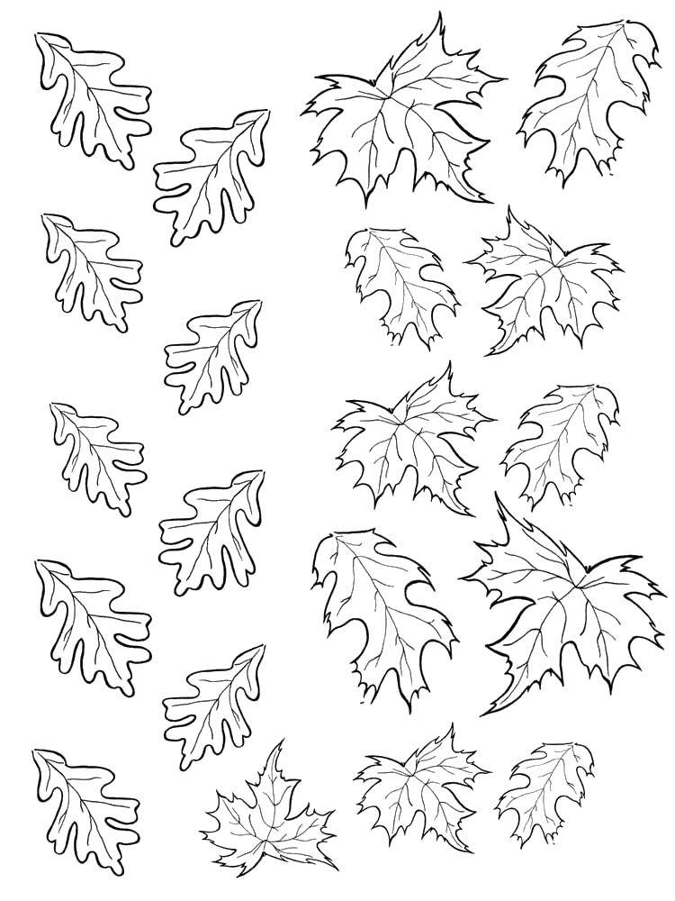 Раскраска листья, дерево, клён, осень (листья, пейзажи)