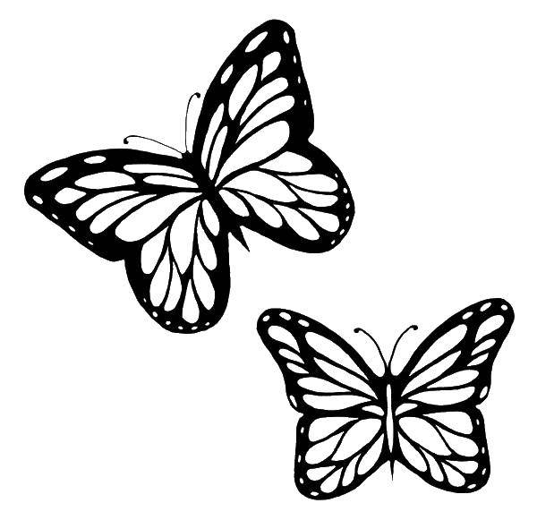 Раскраска с бабочками насекомыми (бабочки, полет)