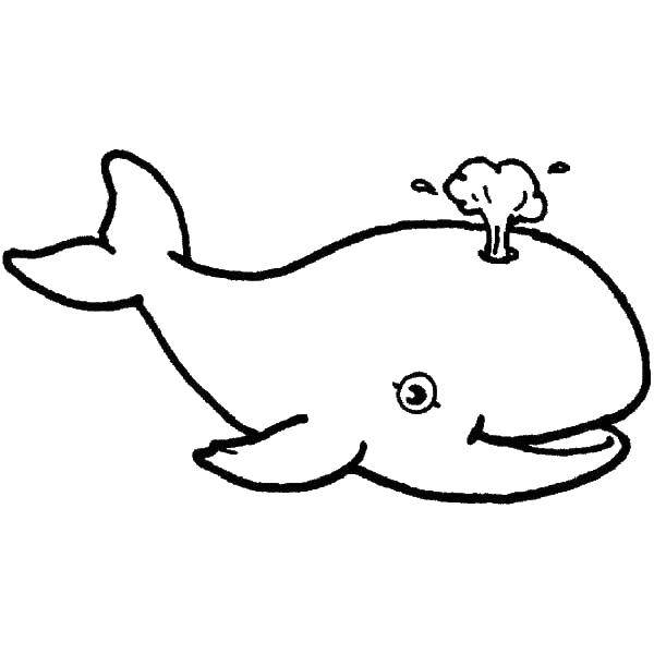 Раскраска морских животных и подводного мира (кит)