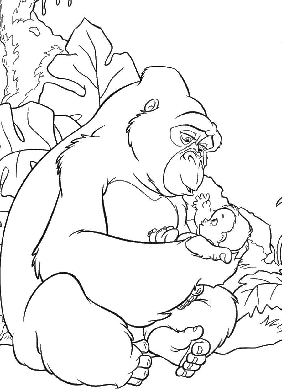 Раскрашенная картинка Тарзана и гориллы (Тарзан, горилла)