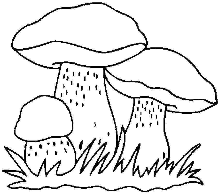 Раскраска с лесными грибами (грибы)