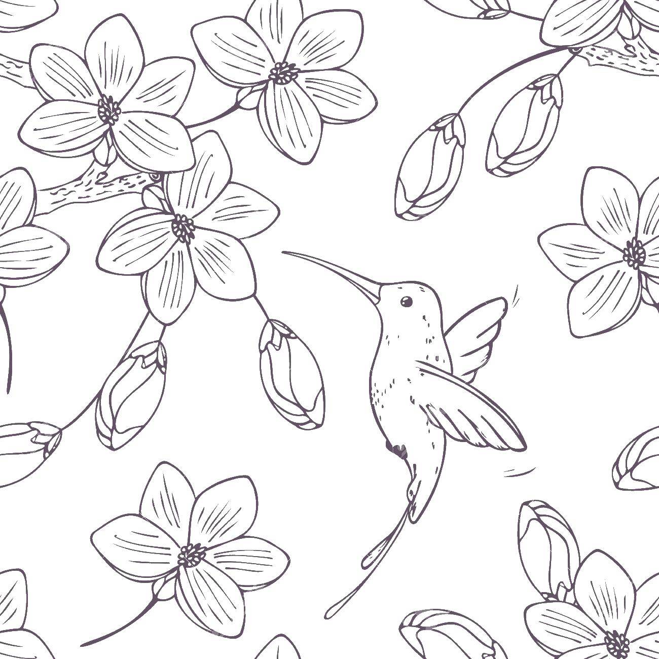 Раскраска с изображением птицы колибри, цветов и клюва (птицы, колибри, цветы, клюв)