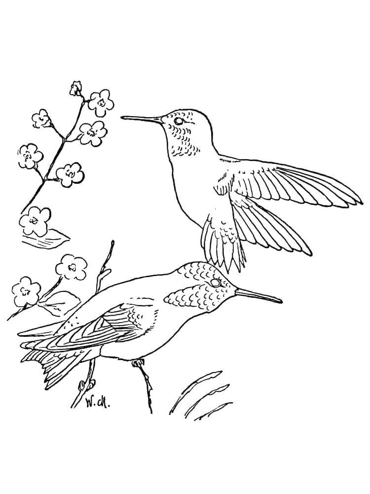 Раскрашенное изображение колибри птицы (колибри)
