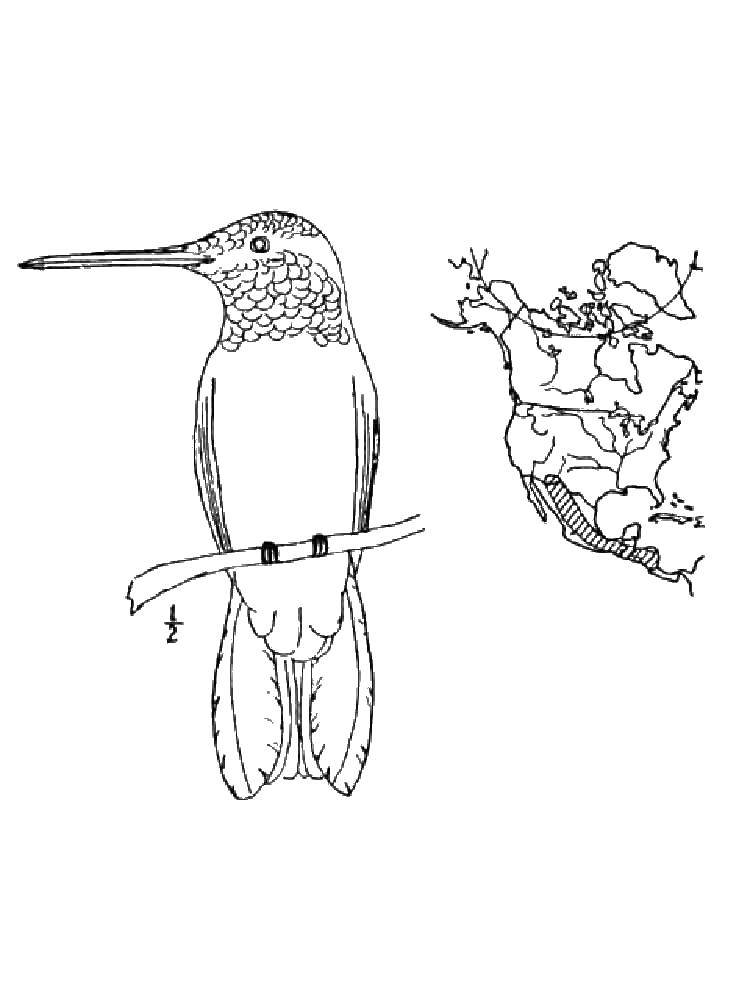 Раскрашенная картинка колибри птицы (колибри)