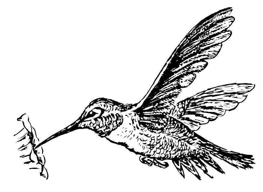 Раскраска колибри птицы (колибри, развивающие, комиксы, праздники)