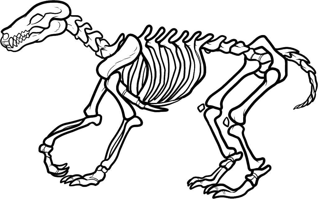 Динозавр кости - раскраска