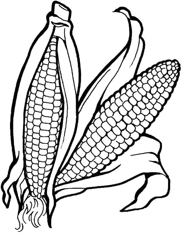 Раскраска кукурузы - развивающая раскраска овощей для детей (овощи, кукуруза)