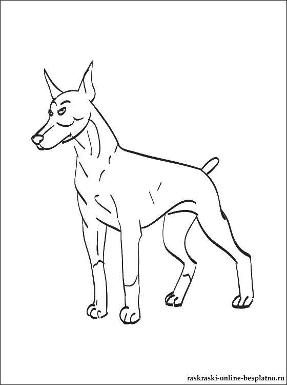 Раскраска собака лабрадор с ушами (лабрадор, уши)