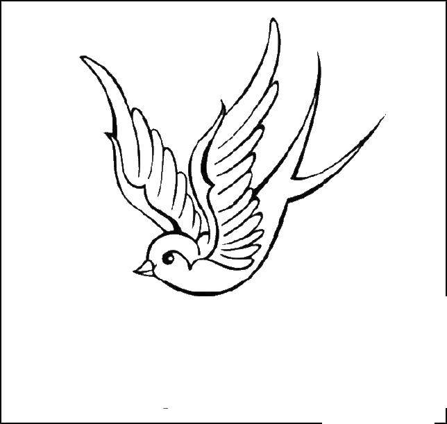 Раскраска Ласточка птица (Ласточка, птица, птицы)