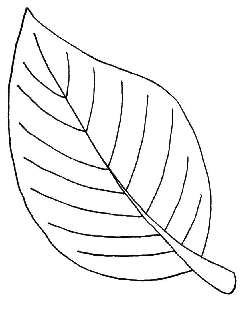 Раскраска с контурами листьев и шаблонами (контуры, шаблоны)