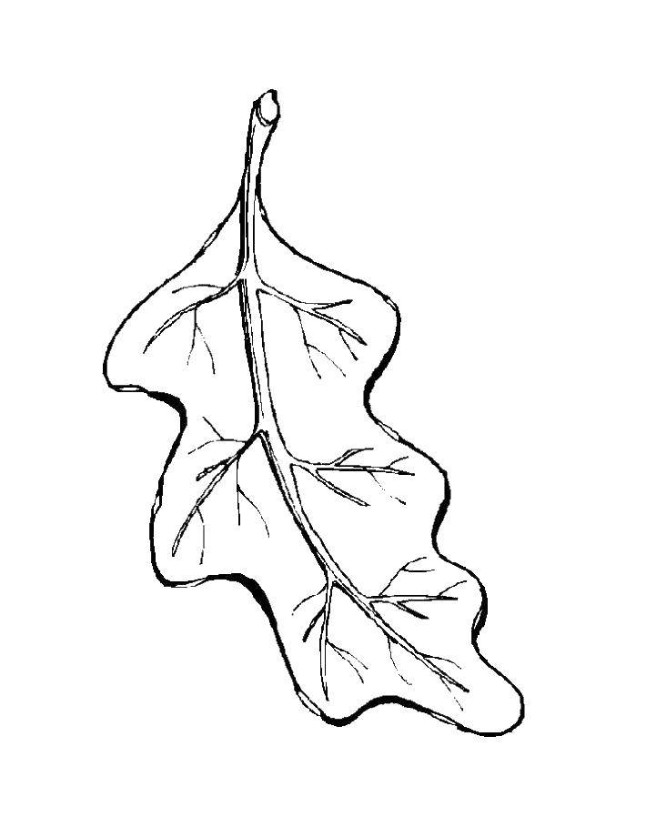 Раскраска с контурами листьев лист (контуры, лист, игры, праздники)