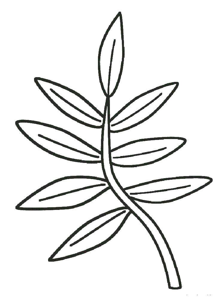 Раскраска с контурами листьев листья (контуры, листья, учимся)