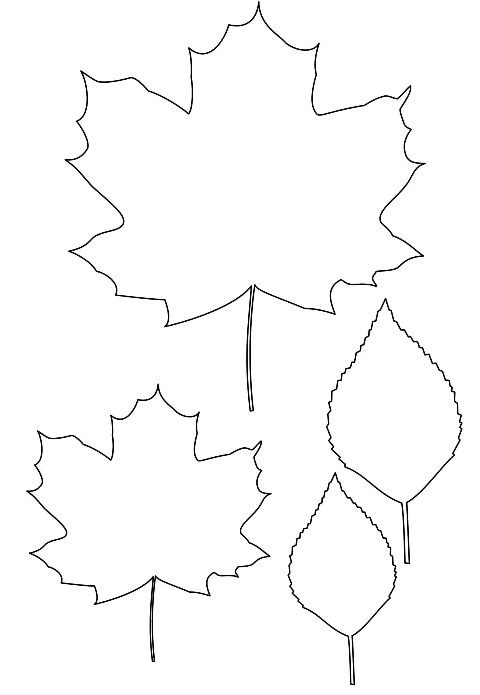 Контурные рисунки листьев для раскрашивания (листья, контуры)
