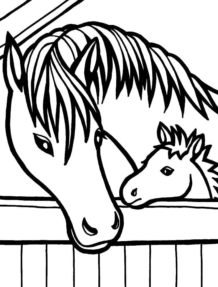 Раскраска с изображением животных лошадь и жеребенок (лошадь, жеребенок)
