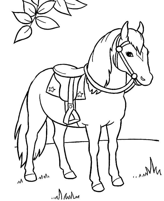 Раскраска с изображением лошади (лошади)