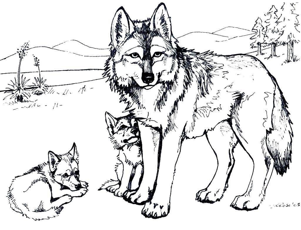 Раскраска дикого животного - волка (животные, волк)