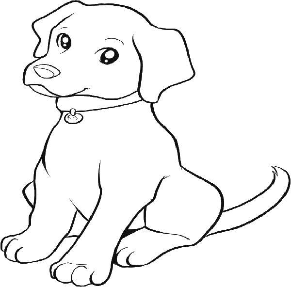 Раскраска милого верного пса для детей (милый, верный, пёс, цвета)
