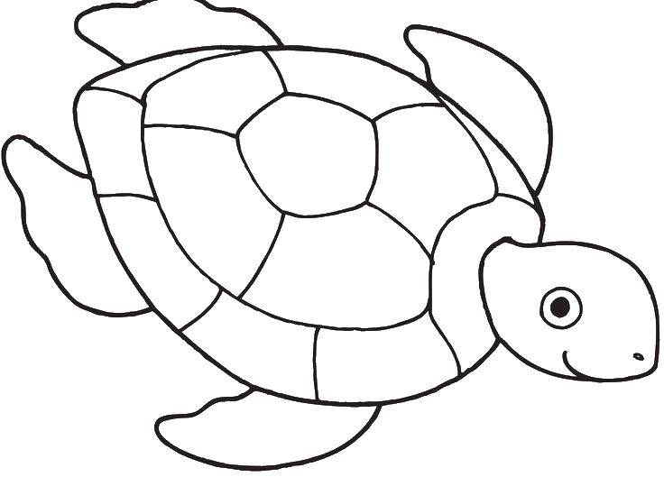 Раскраска морской черепахи для детей (черепаха, морская)