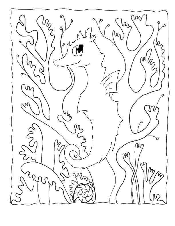 Морской конек и кораллы - раскраски для детей (кораллы)