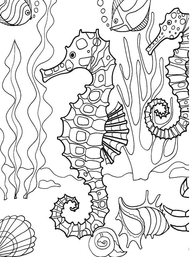 Раскраска морских животных с коньком, водорослями и раковинами