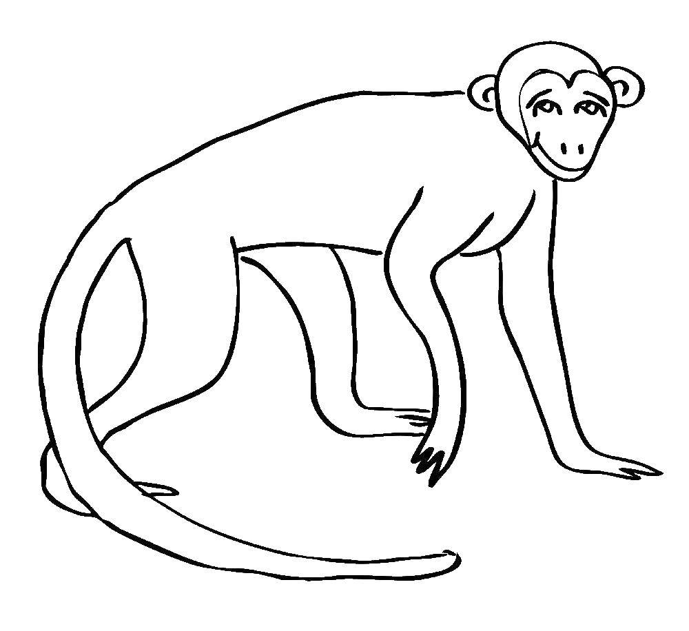 Раскраска обезьяна (обезьяна)