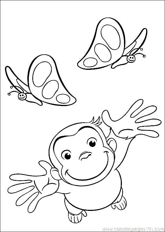 Раскрашенные картинки обезьянки и бабочки (обезьянка, бабочка)