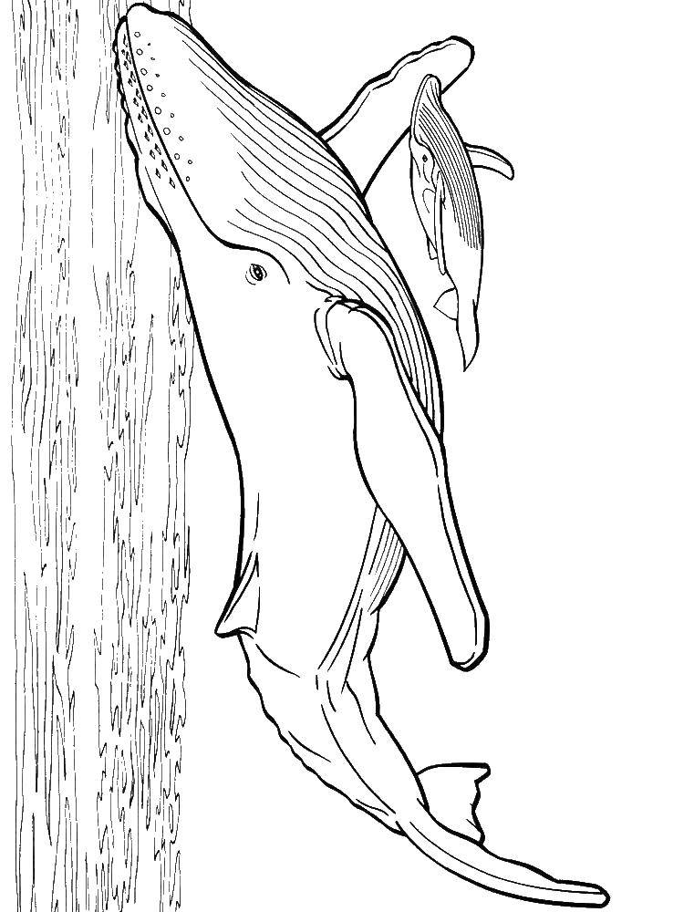 Раскраска кит Подводный мир, рыба, (кит)