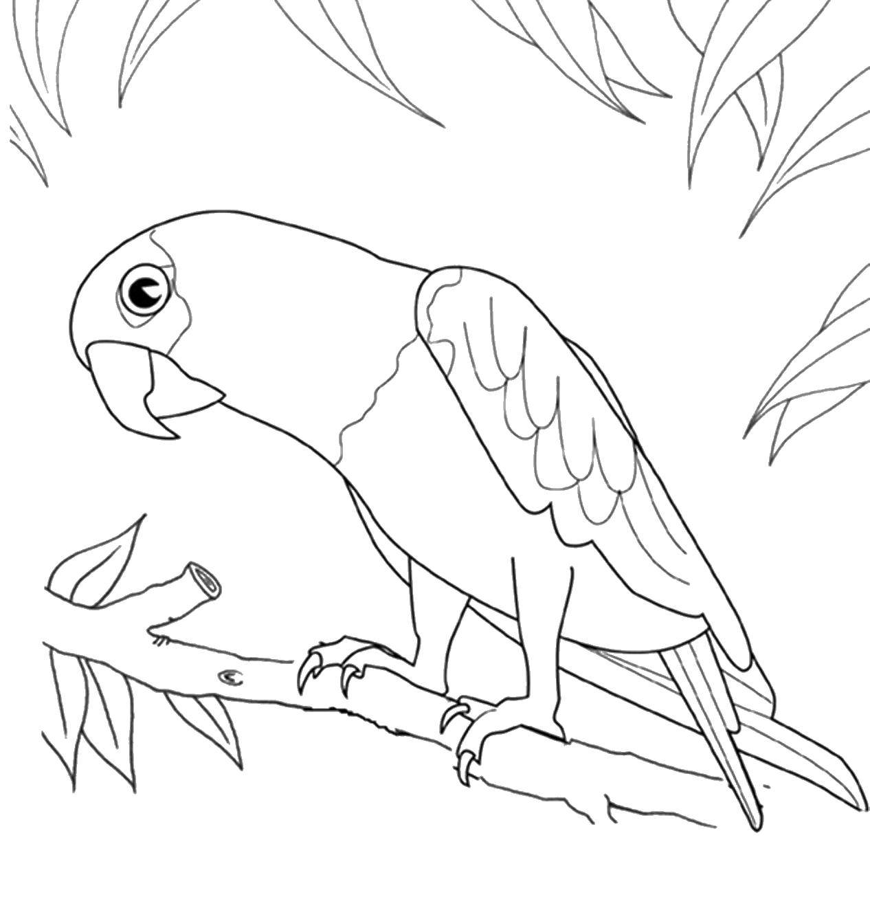Раскраска с птицей попугаем для малышей (птицы, попугай)