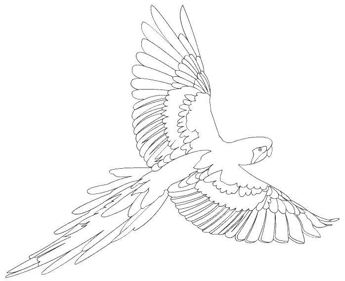 Раскрашенный попугай с красивыми крыльями (попугай, крылья)