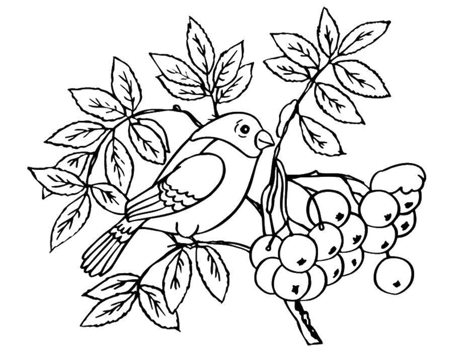 Раскраска с рябиной - листьями, ягодами и птицей (рябина, листья, птица)