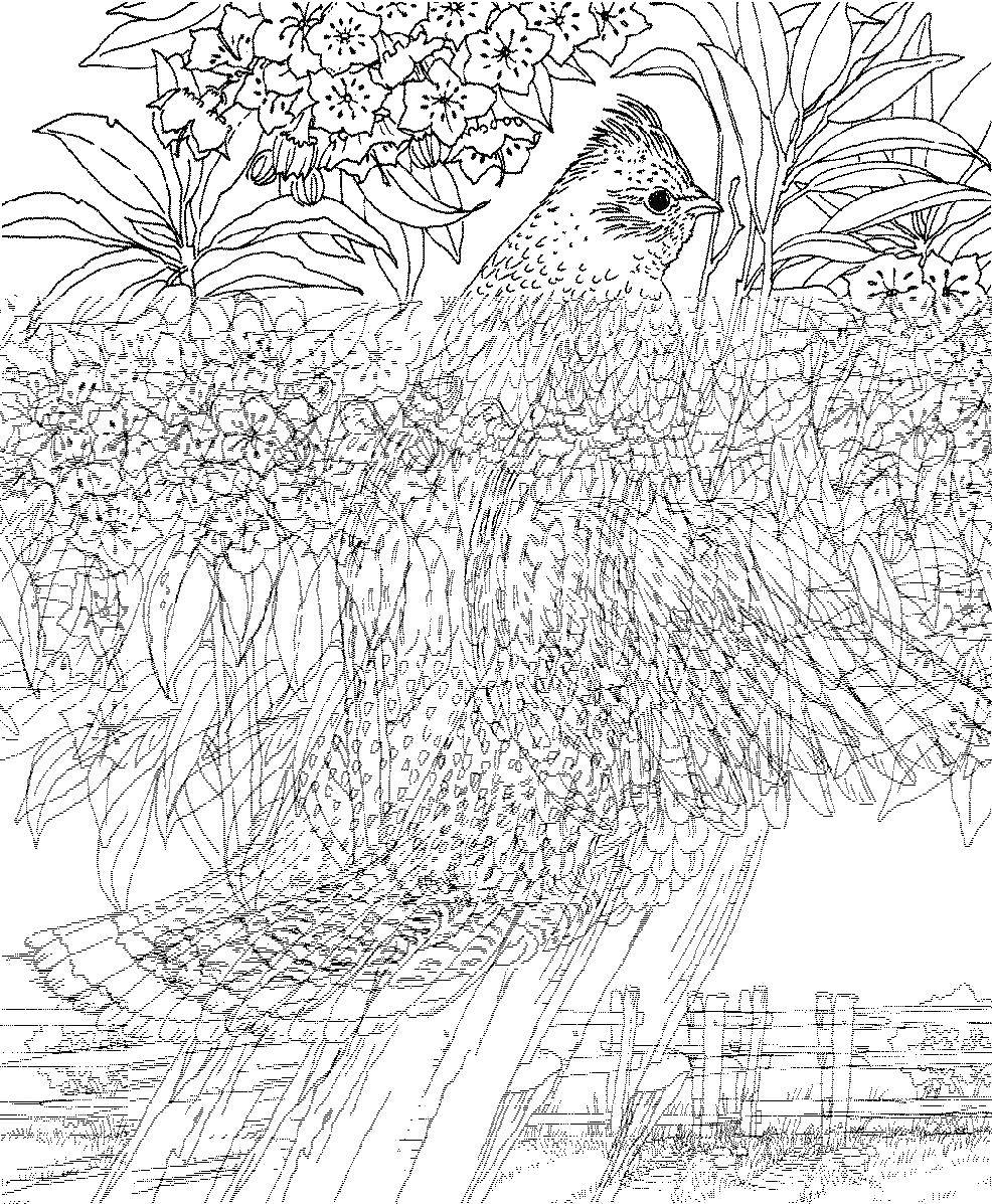 Раскраска сложного дизайна птицы (сложный, дизайн, птицы)