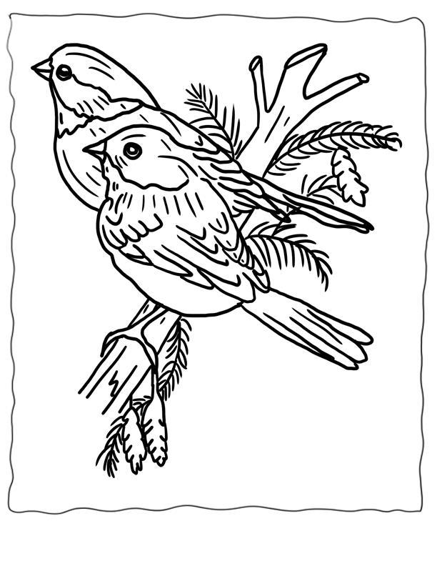 Раскрашенная картинка птиц на сосне зимой (птицы)