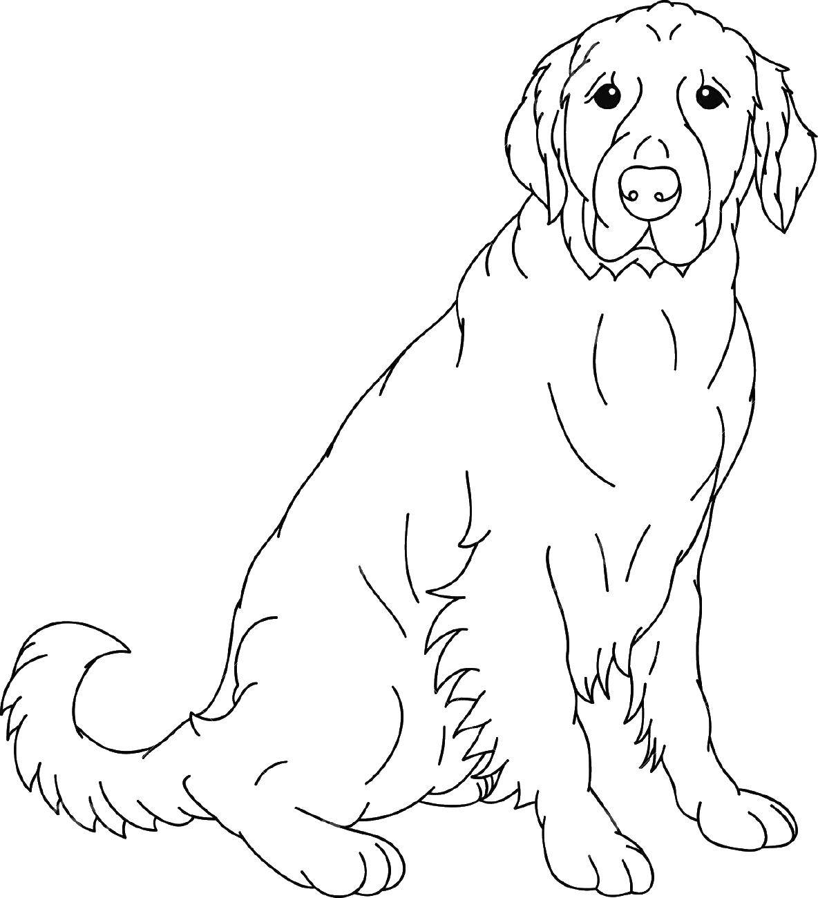 Раскраска с изображением собаки для мальчиков (собака)