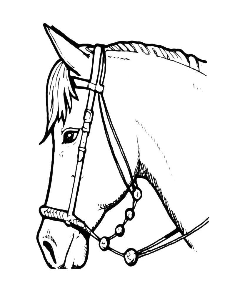Раскраска лошадь в упряжке для мальчиков (лошадь)