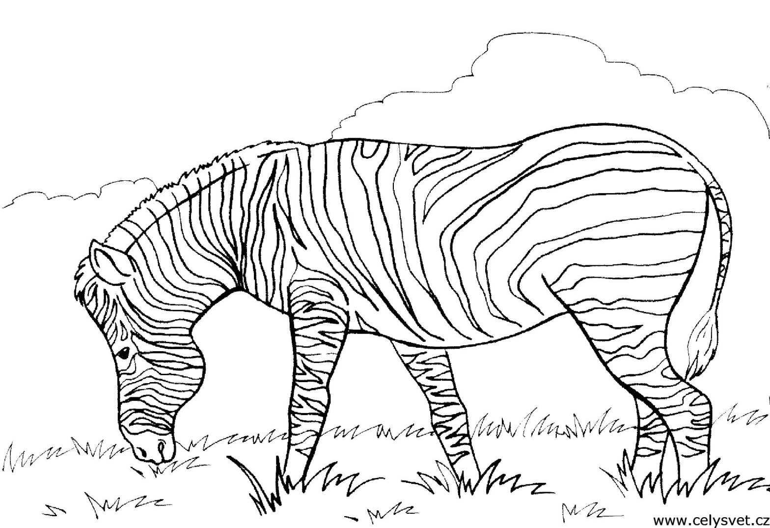 Раскраска зебра пасется (зебра, пасется, мальчики)