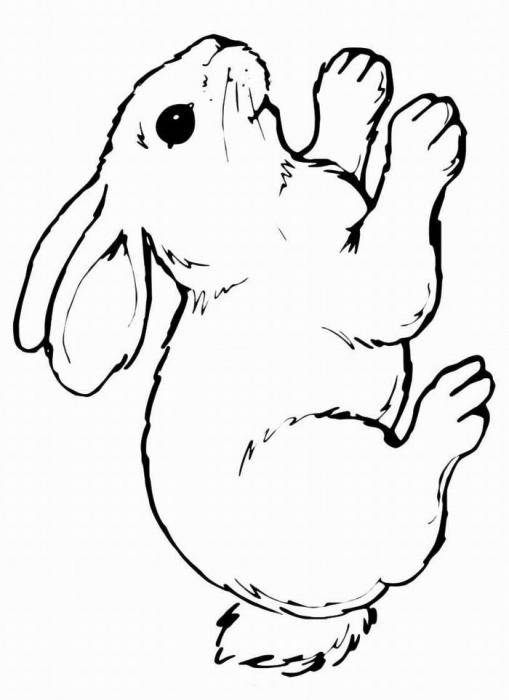 Раскраска домашних животных - заяц и кролик (домашние, животные, кролик)