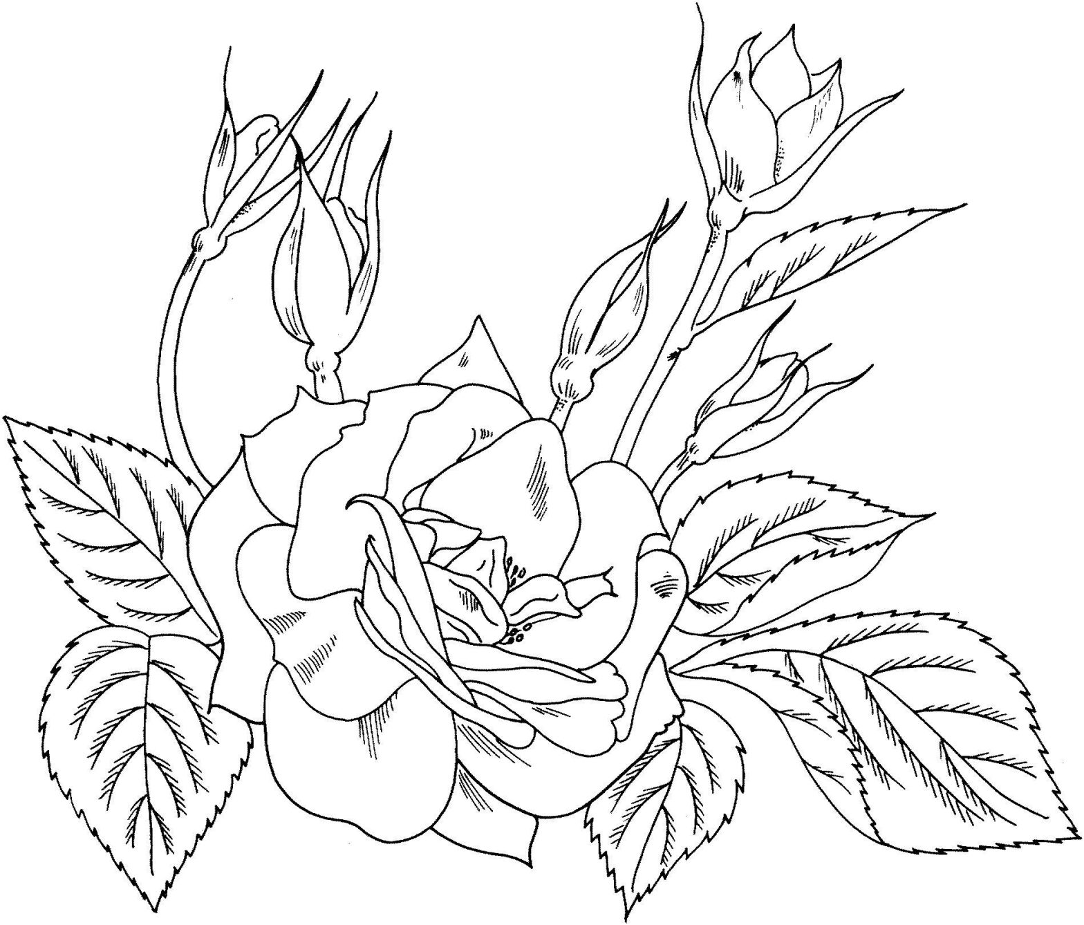 Раскраска цветок - Роза с бутонами (цветок, роза)