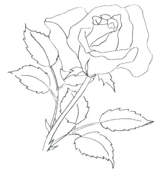 Контуры розы для раскрашивания (контуры, розы)