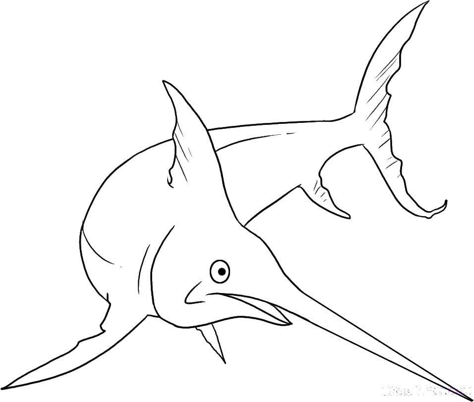 Раскрашенная картинка рыбы меч (рыбы, морские, жители, рыба, меч)