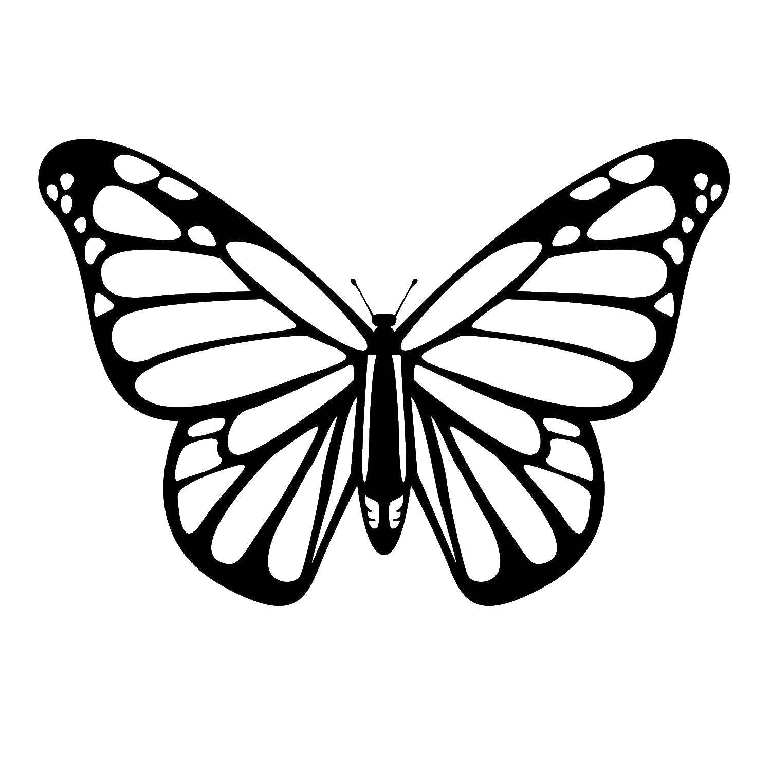 Контур для вырезания бабочек - раскраска (контур, бабочки)