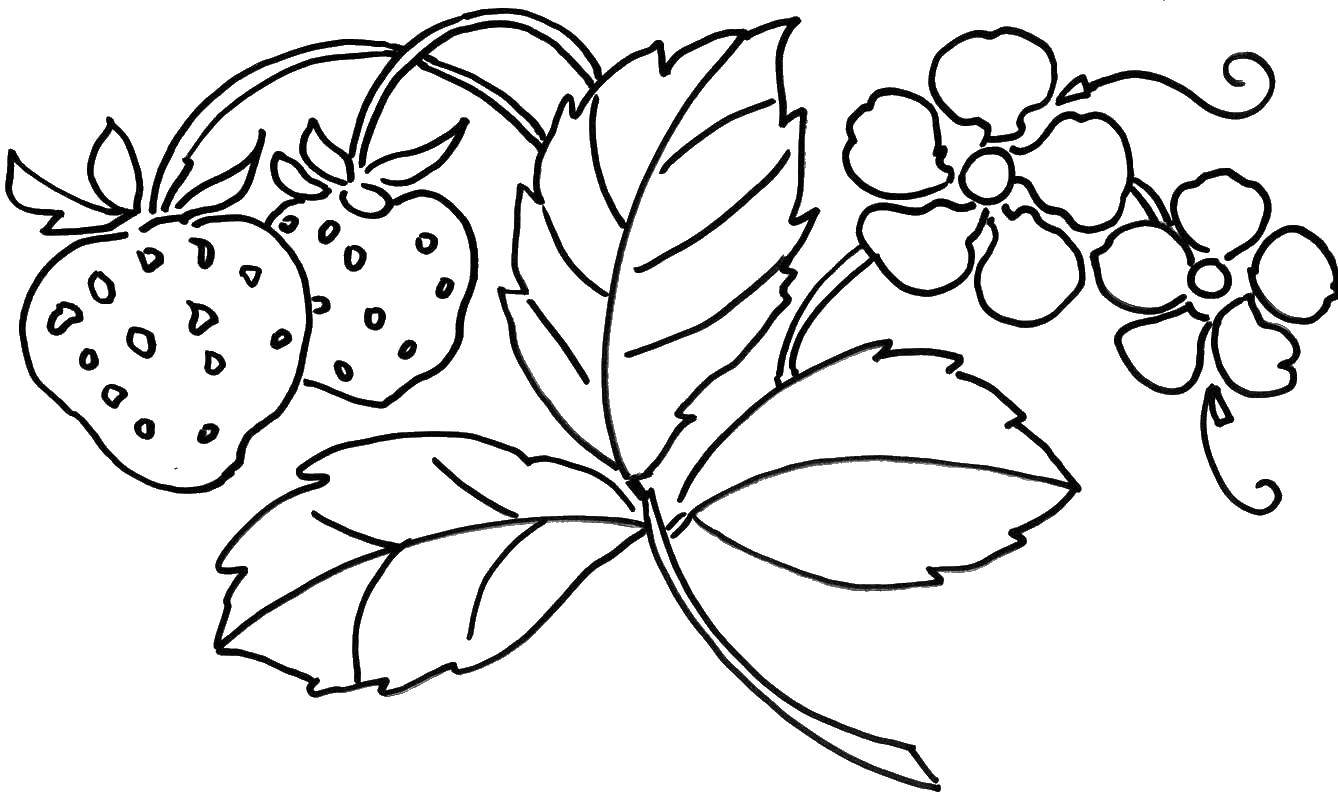 Раскраска ягоды - клубника (клубника)