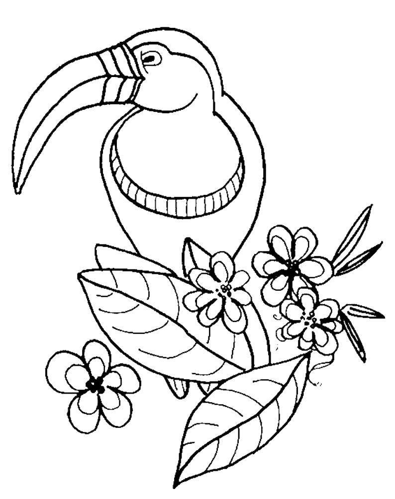 Раскраска птицы тукан с цветами и листьями (птицы, цветы, листья)