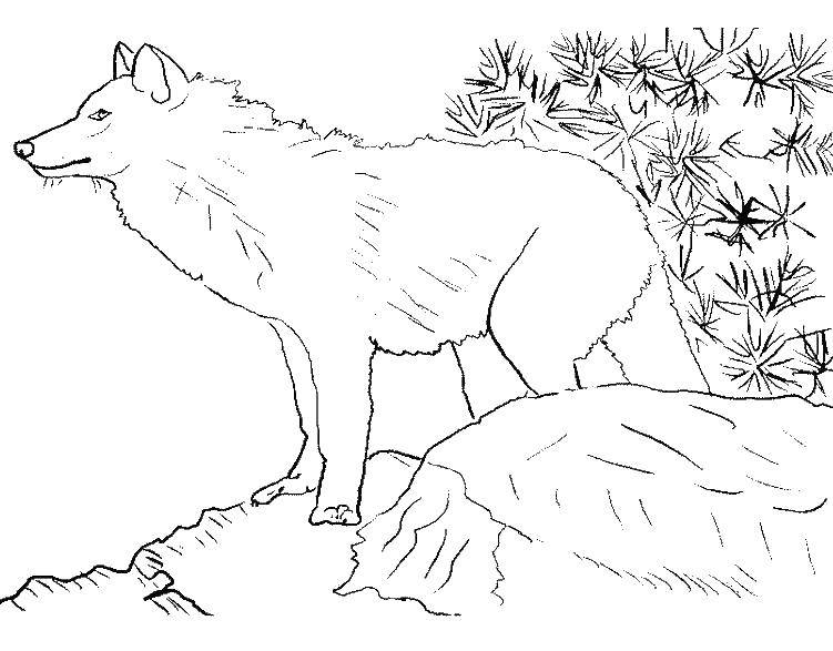 Раскраска волка для детей (волк)